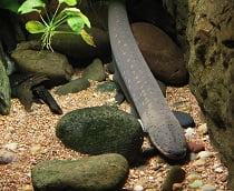 interesting facts about electric eels for kids