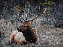 Fun Facts about Elks for Kids