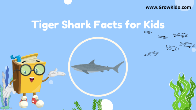 11 Amazing Tiger Shark Facts for Kids [UPDATED Facts]
