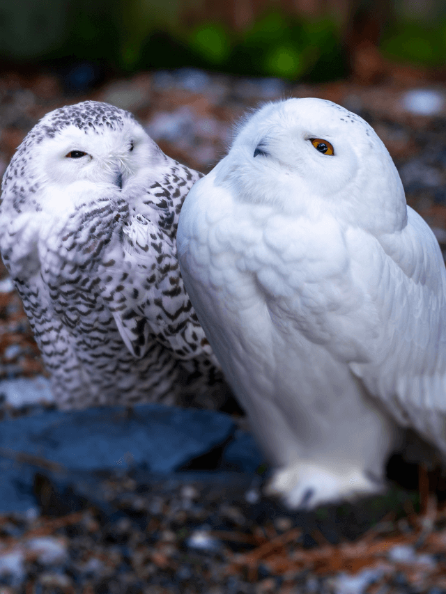 11 Amazing Snowy Owls Facts [Must Check #5] - Grow Kido
