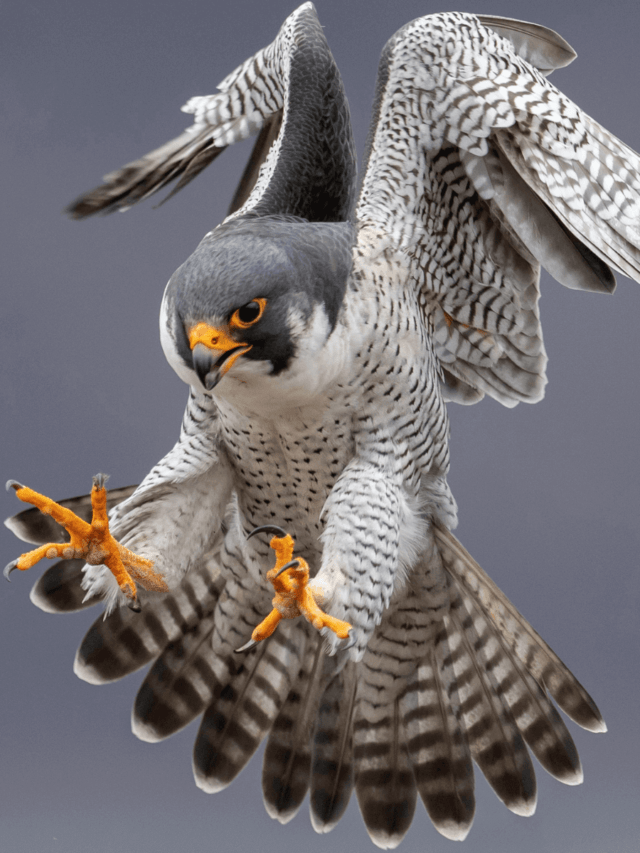 11 Amazing Peregrine Falcon Facts [Must Check #5]