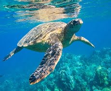fun interesting fact about sea turtles for kids